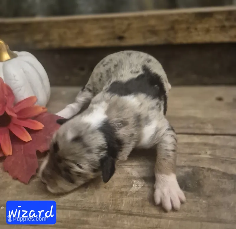 Wizard – Miniature Aussiedoodle puppy for sale in Alba, TX