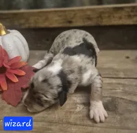 Wizard, a male Miniature Aussiedoodle for sale in Alba, TX – 1 of 1