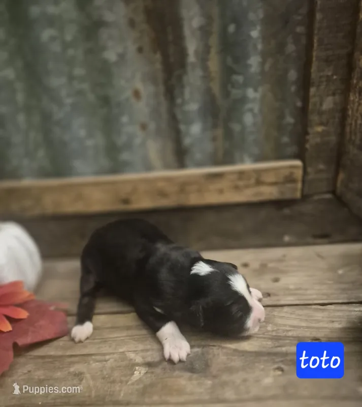 Toto – Miniature Aussiedoodle puppy for sale in Alba, TX