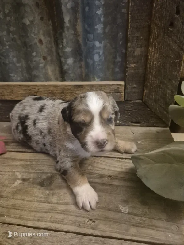 Wizard – Miniature Aussiedoodle puppy for sale in Alba, TX