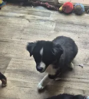Crunch, a male Toy Australian Shepherd for sale in Alba, TX – 2 of 2