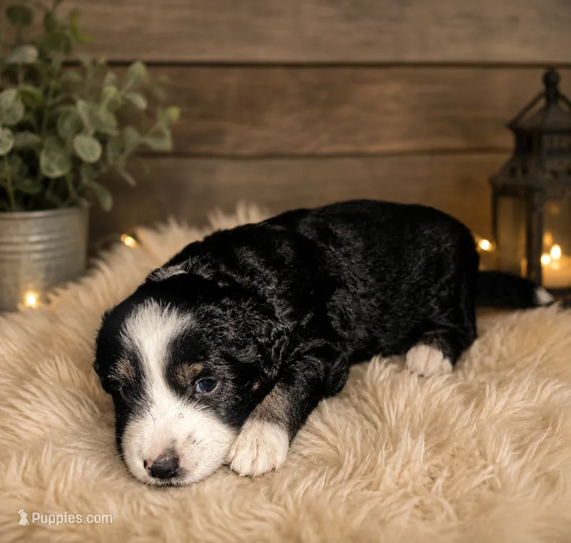 Cowardly lion – Miniature Aussiedoodle puppy for sale in Alba, TX