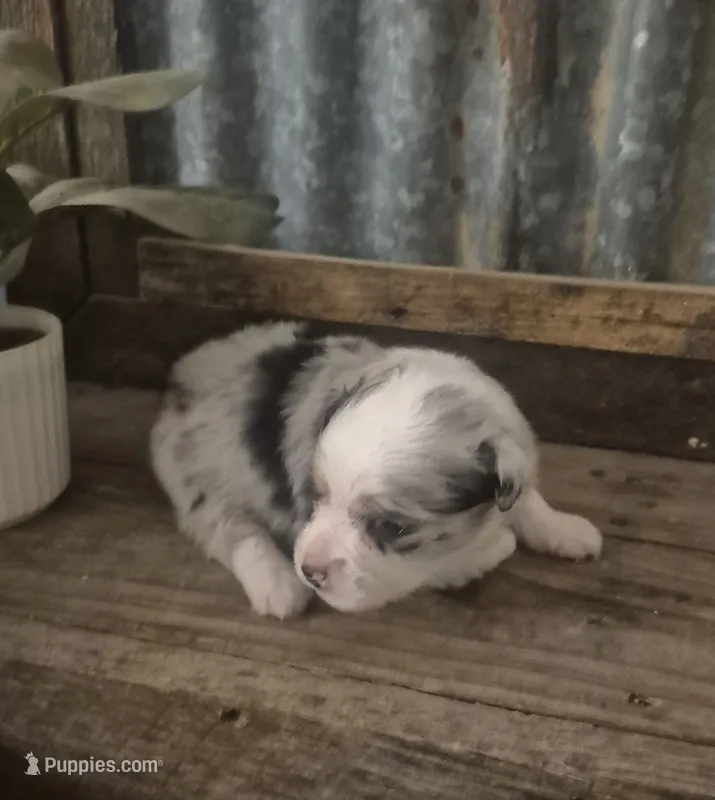 Mindy – Toy Australian Shepherd puppy for sale in Alba, TX