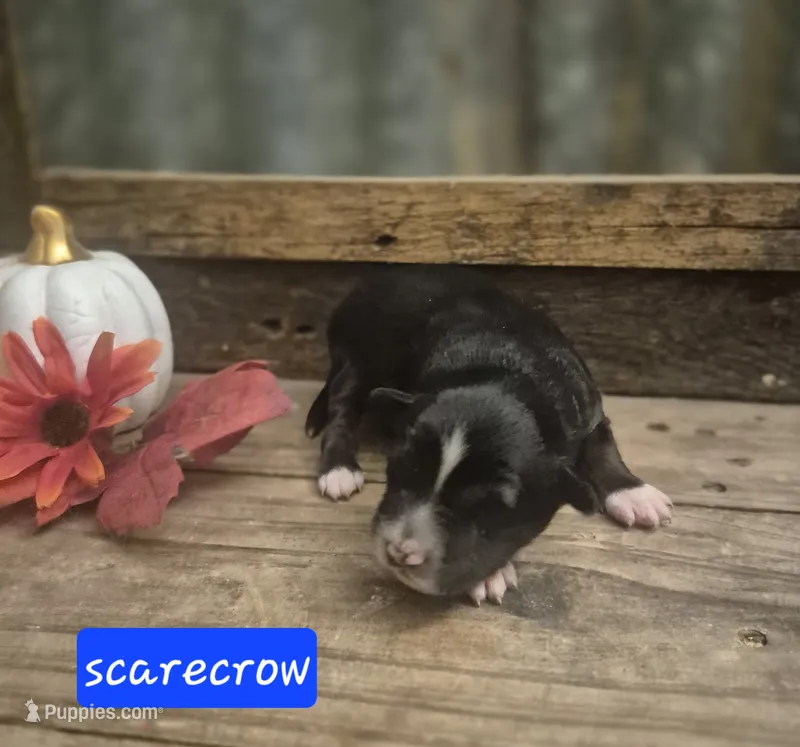 Scarecrow – Miniature Aussiedoodle puppy for sale in Alba, TX