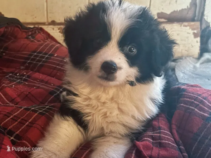 Mork – Toy Australian Shepherd puppy for sale in Alba, TX