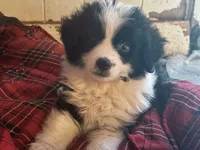 Mork, a male Toy Australian Shepherd for sale in Alba, TX – 1 of 7