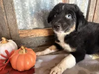 Dorothy, a female Miniature Aussiedoodle for sale in Alba, TX – 6 of 6