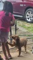 Utah, a female Miniature Australian Shepherd for sale in Alba, TX – 1 of 1