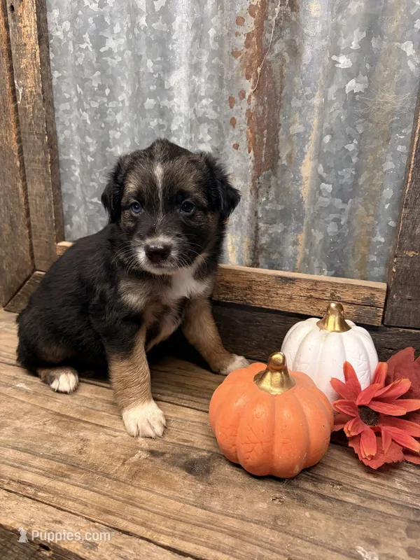 Scarecrow – Miniature Aussiedoodle puppy for sale in Alba, TX