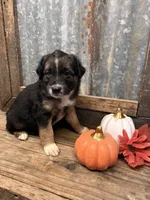 Scarecrow, a male Miniature Aussiedoodle for sale in Alba, TX – 1 of 4