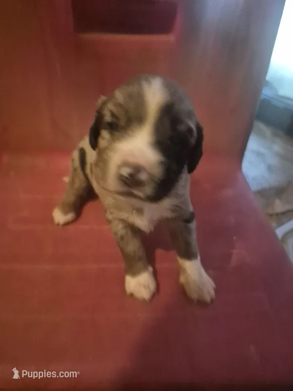 Tin man – Aussiedoodle puppy for sale in Alba, TX