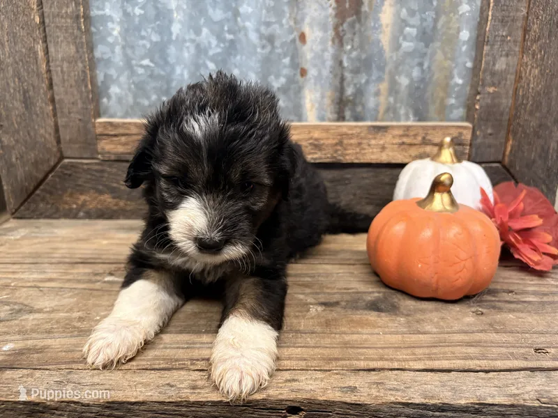 Toto – Miniature Aussiedoodle puppy for sale in Alba, TX