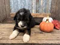 Toto, a male Miniature Aussiedoodle for sale in Alba, TX – 2 of 6