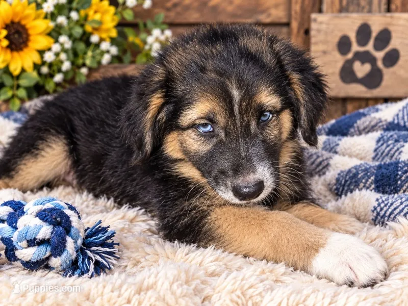 Scarecrow – Miniature Aussiedoodle puppy for sale in Alba, TX