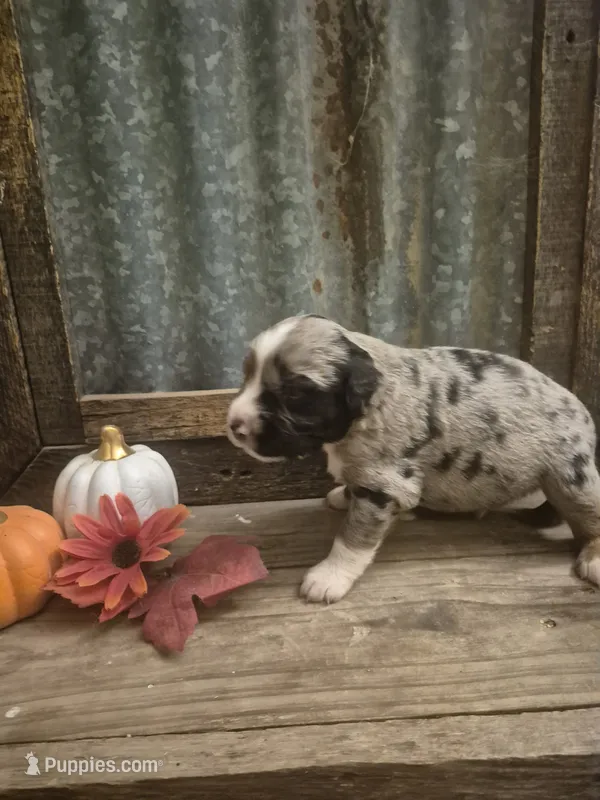 Tin man – Aussiedoodle puppy for sale in Alba, TX