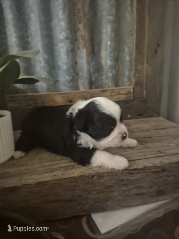 Mork – Toy Australian Shepherd puppy for sale in Alba, TX