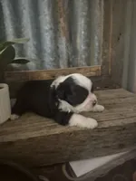 Mork, a male Toy Australian Shepherd for sale in Alba, TX – 4 of 7