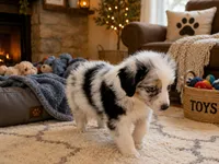 Mindy, a female Toy Australian Shepherd for sale in Alba, TX – 1 of 1
