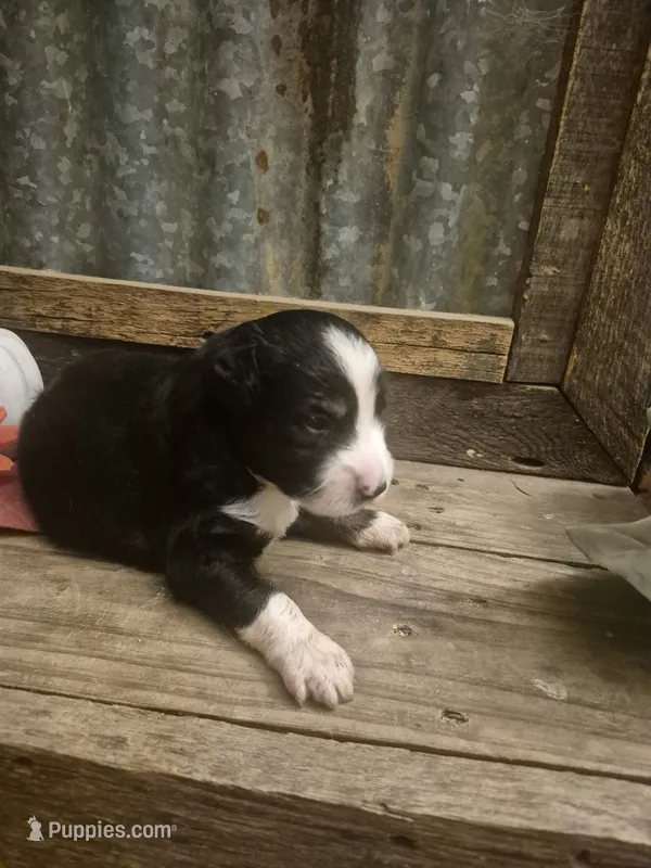 Cowardly lion – Miniature Aussiedoodle puppy for sale in Alba, TX