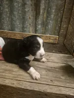 Cowardly lion, a male Miniature Aussiedoodle for sale in Alba, TX – 4 of 5