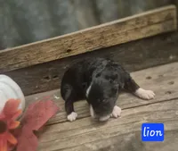 Cowardly lion, a male Miniature Aussiedoodle for sale in Alba, TX – 1 of 1