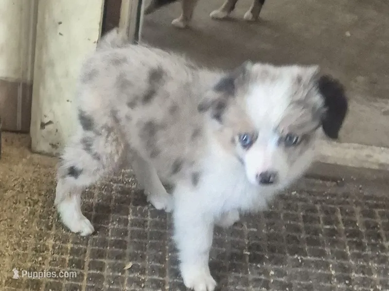 Milky way – Toy Australian Shepherd puppy for sale in Alba, TX