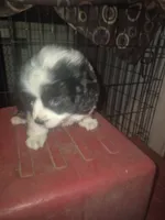 Mork, a male Toy Australian Shepherd for sale in Alba, TX – 6 of 7