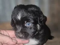 Dorothy, a female Miniature Aussiedoodle for sale in Alba, TX – 2 of 2