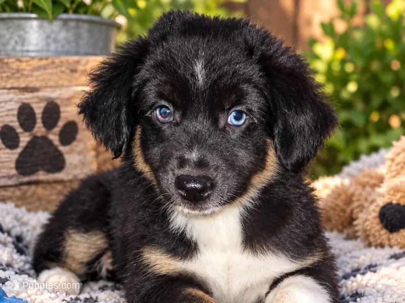 Dorothy – Miniature Aussiedoodle puppy for sale in Alba, TX