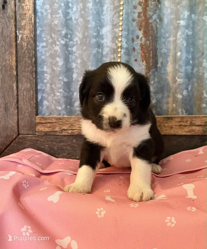 Payday – Miniature Australian Shepherd puppy for sale in Alba, TX