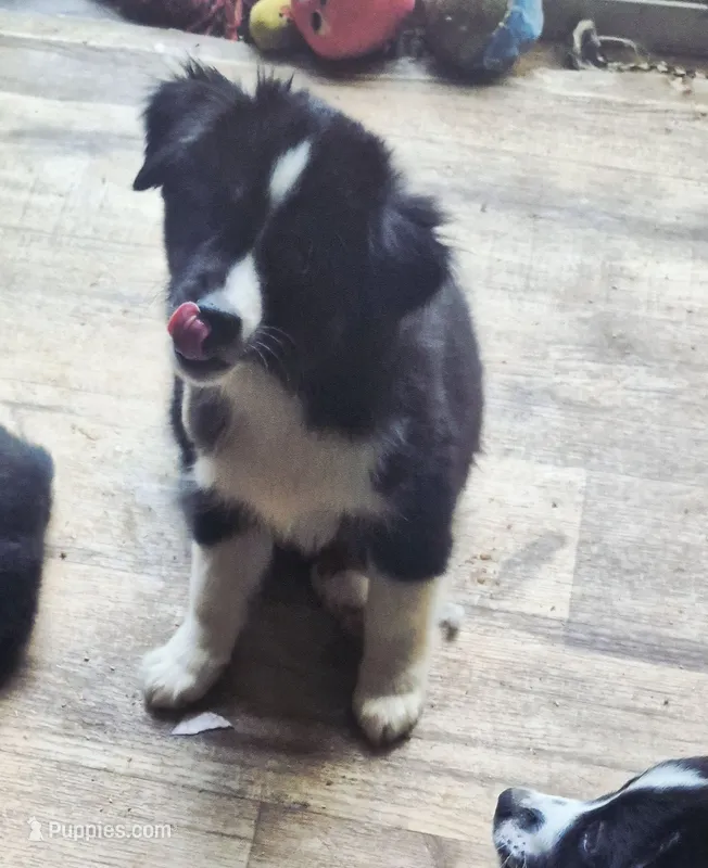 Crunch – Toy Australian Shepherd puppy for sale in Alba, TX