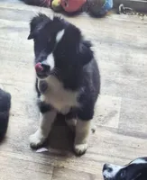 Crunch, a male Toy Australian Shepherd for sale in Alba, TX – 1 of 2