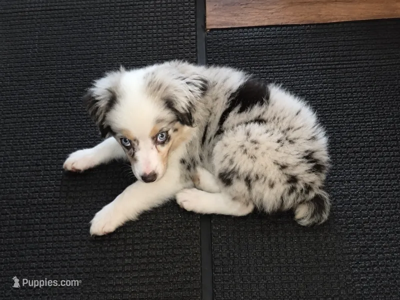 Mindy – Toy Australian Shepherd puppy for sale in Alba, TX