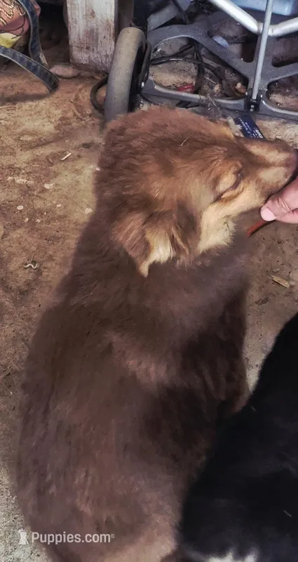 Utah – Miniature Australian Shepherd puppy for sale in Alba, TX