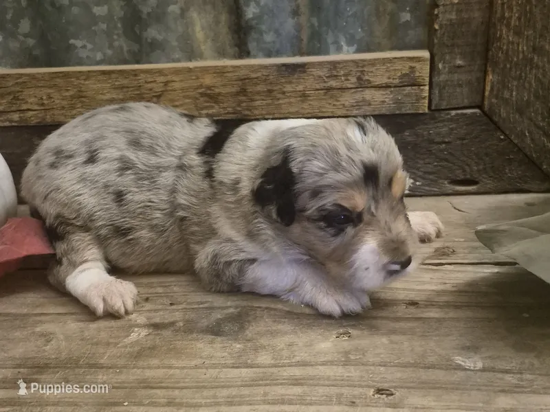 Glinda – Aussiedoodle puppy for sale in Alba, TX