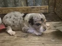 Glinda, a female Aussiedoodle for sale in Alba, TX – 4 of 4