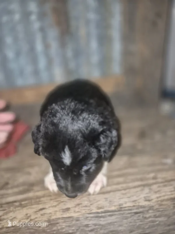 Dorothy – Miniature Aussiedoodle puppy for sale in Alba, TX