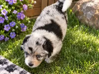 Glinda, a female Aussiedoodle for sale in Alba, TX – 1 of 4