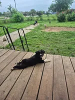 Mounds, a male Toy Australian Shepherd for sale in Alba, TX – 2 of 4