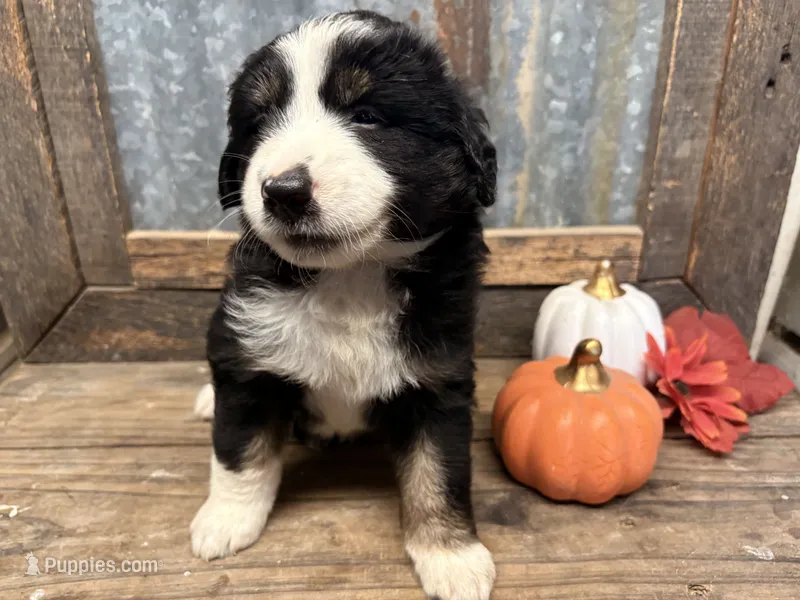 Cowardly lion – Miniature Aussiedoodle puppy for sale in Alba, TX