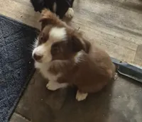 Butterfinger, a female Toy Australian Shepherd for sale in Alba, TX – 1 of 2