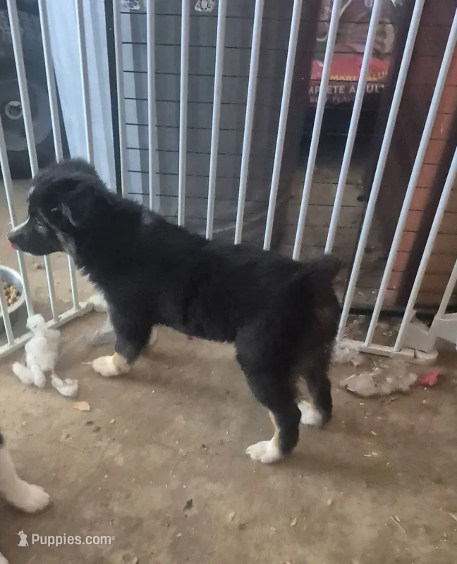 Snickers – Toy Australian Shepherd puppy for sale in Alba, TX