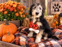 Toro, a male Miniature Aussiedoodle for sale in Alba, TX – 1 of 2