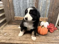 Cowardly lion, a male Miniature Aussiedoodle for sale in Alba, TX – 2 of 5