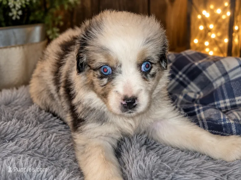 Mindy – Toy Australian Shepherd puppy for sale in Alba, TX