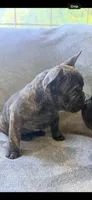 Baby Boy, a male French Bulldog for sale in Bonney Lake, WA – 2 of 7