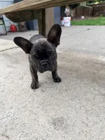 Baby Boy, a male French Bulldog for sale in Bonney Lake, WA – 7 of 7