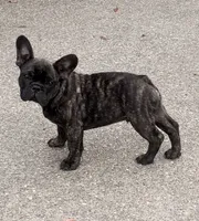 Baby Boy, a male French Bulldog for sale in Bonney Lake, WA – 3 of 7