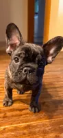 Baby Boy, a male French Bulldog for sale in Bonney Lake, WA – 4 of 7