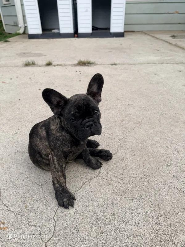 Baby Boy – French Bulldog puppy for sale in Bonney Lake, WA